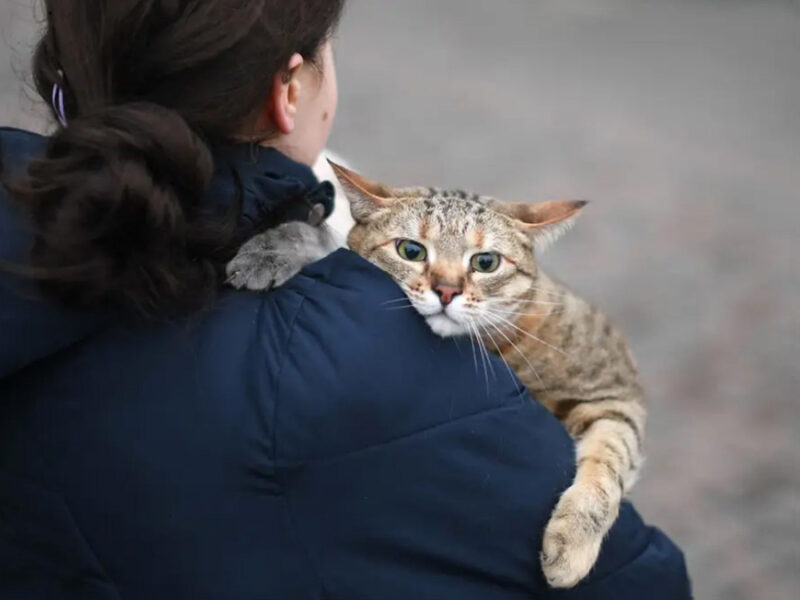 beth-blog-march2022-ukranian-flees-with-cat-photo-businessinsider.com a cat on a person's shoulder