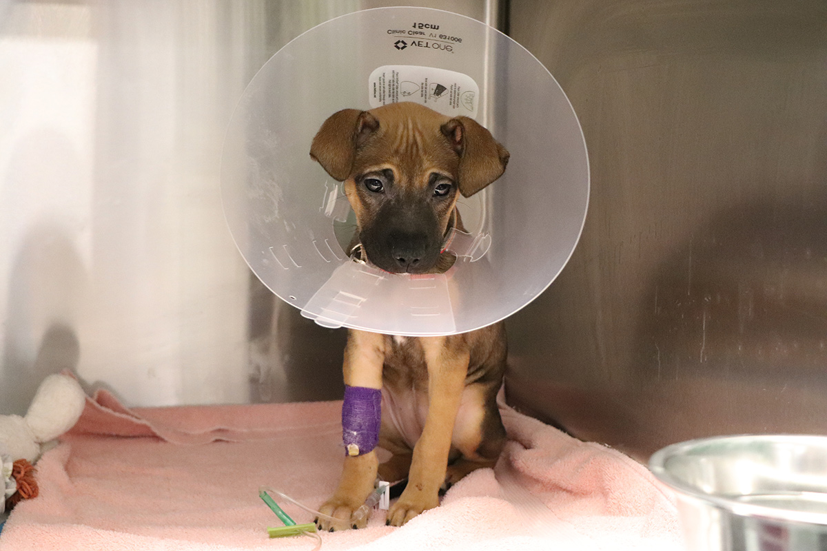 a dog with a cone around its neck