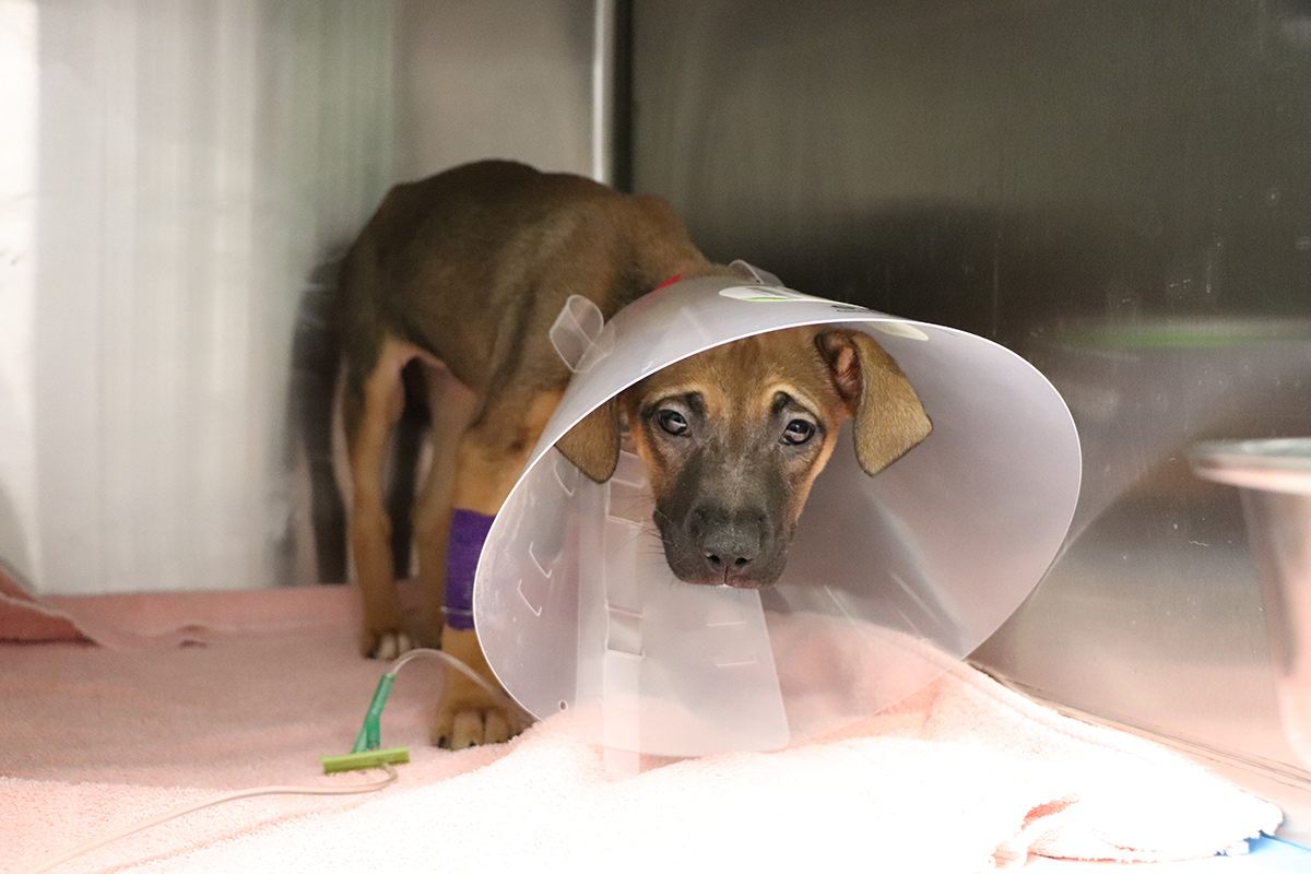 medical-alert-parvo-pups-IMG1051-032522