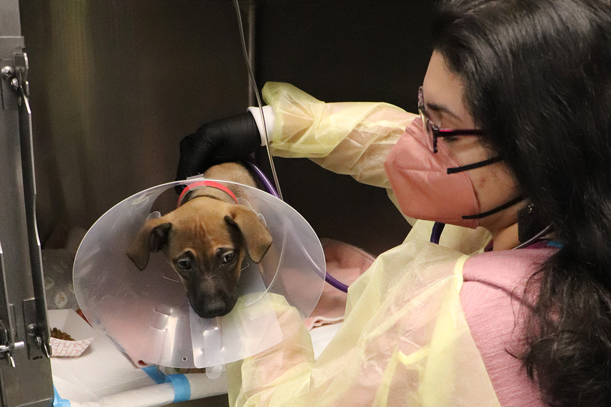 a woman wearing a mask and gloves with a dog wearing a cone around her neck