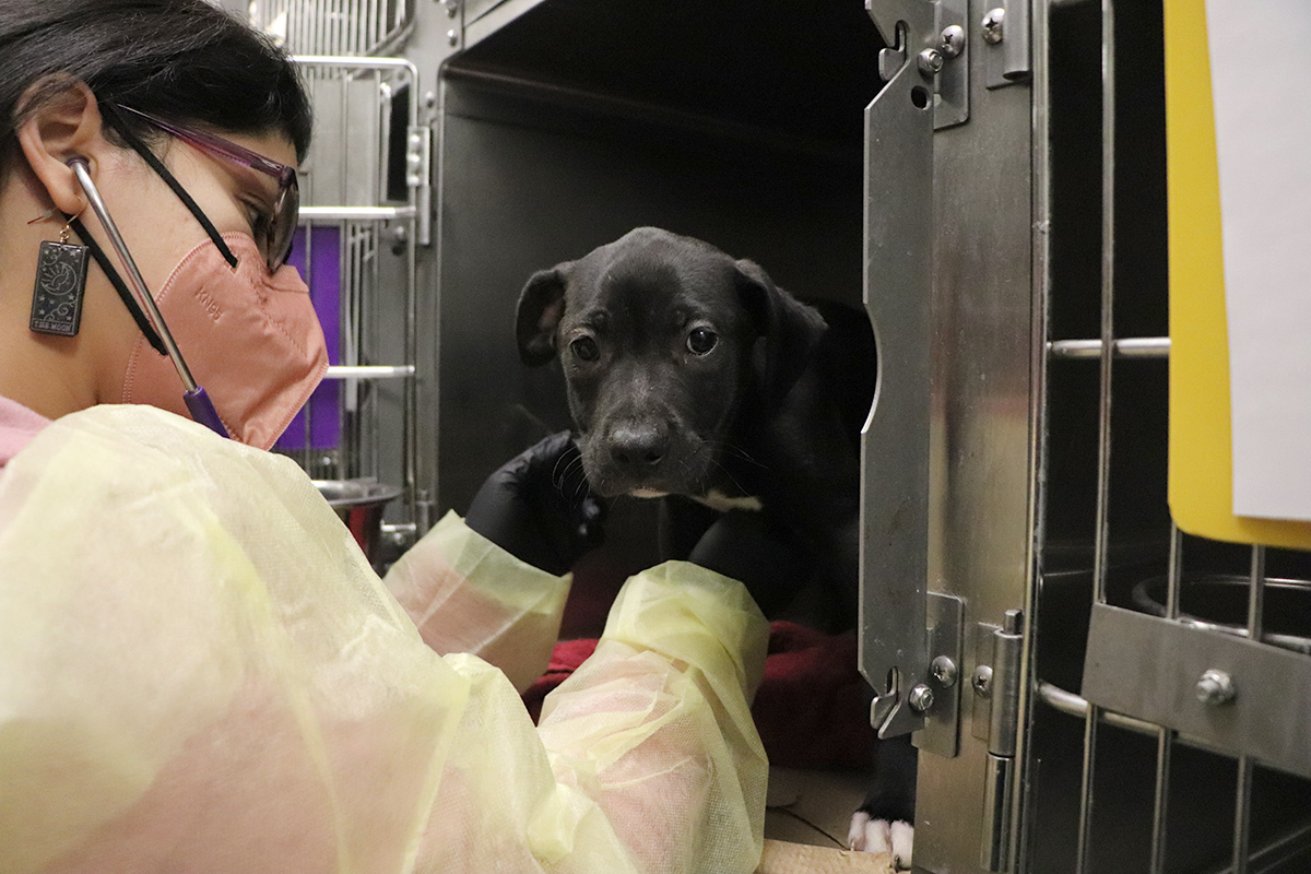 a person in a mask and gloves holding a dog