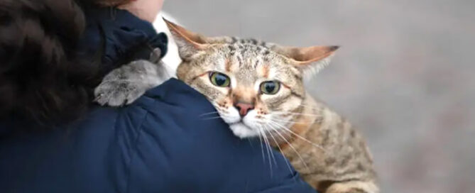 a cat lying on a person's shoulder