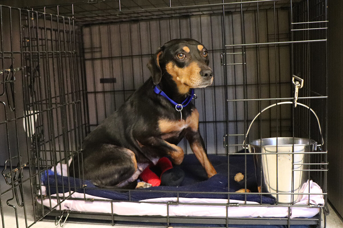 rescue-dolly-img0581-030322