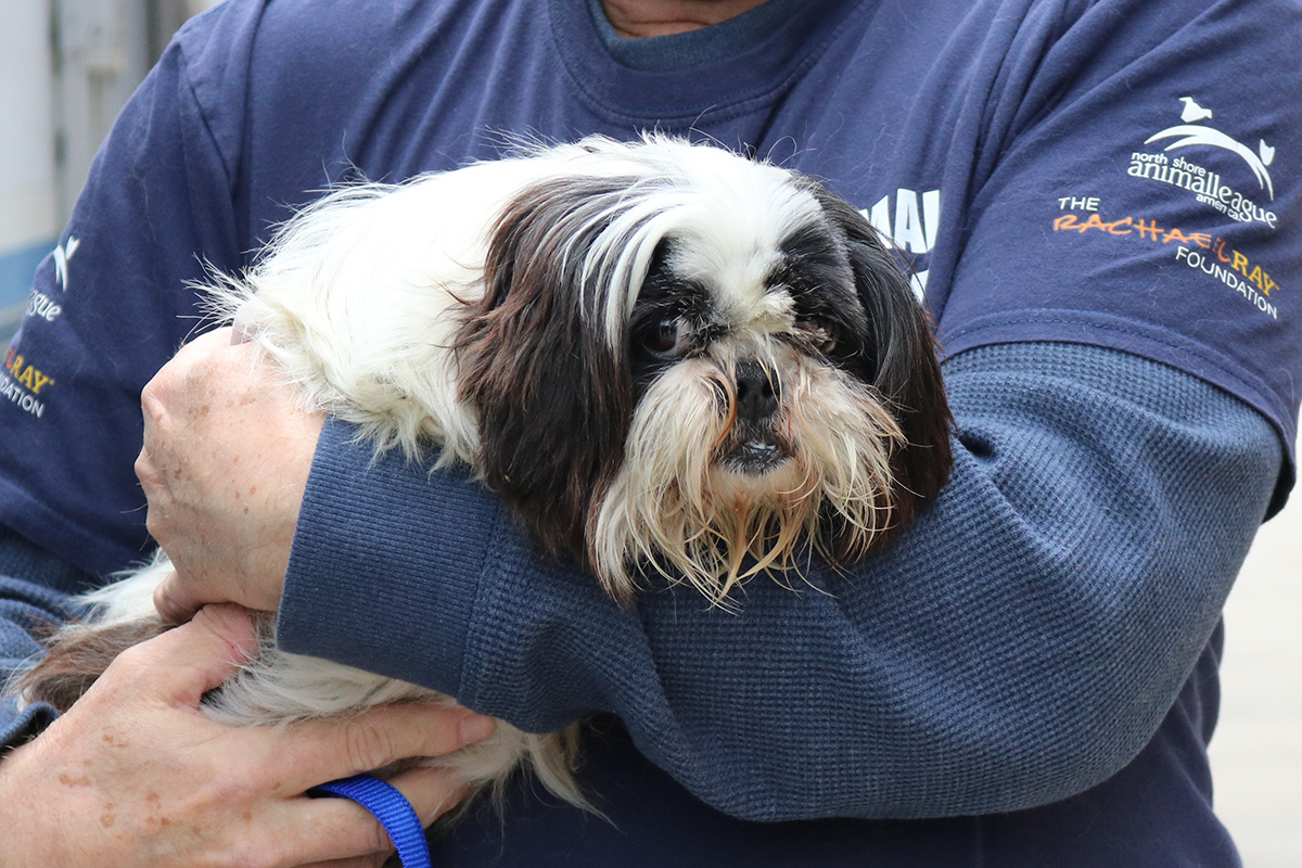 a person holding a dog