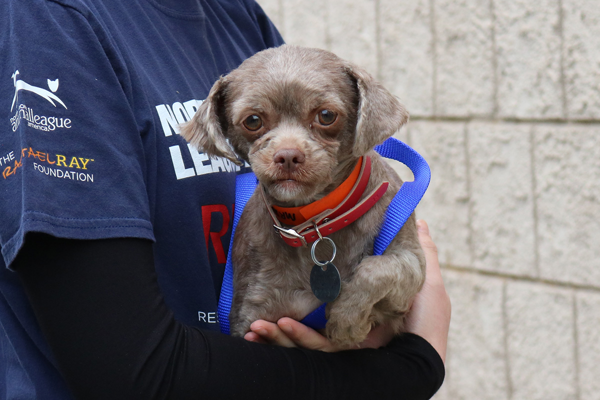 a person holding a dog