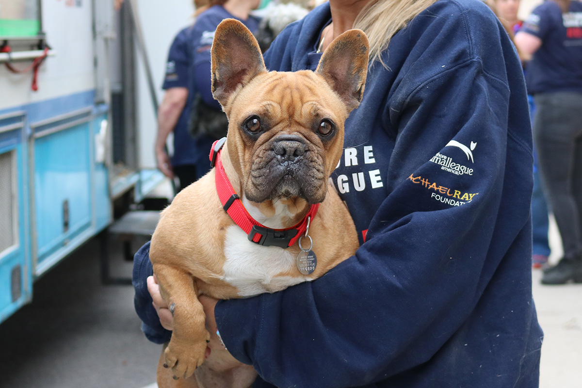 a person holding a dog