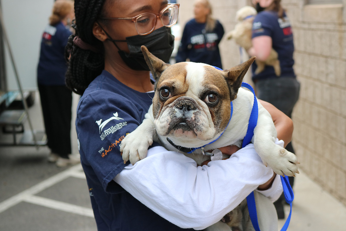 a woman wearing a face mask holding a dog