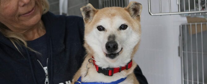 a dog with a red collar