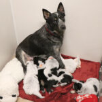 Mama Freya and her puppies, February 2022