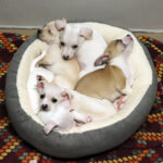 sponsor-pet-nursery-ginnys-pups-img0570-022422