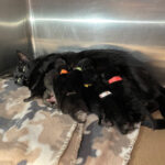 Mama Morgan and her kittens, February 2022