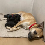 Vera gets some needed rest while her pups sleep. November 2021
