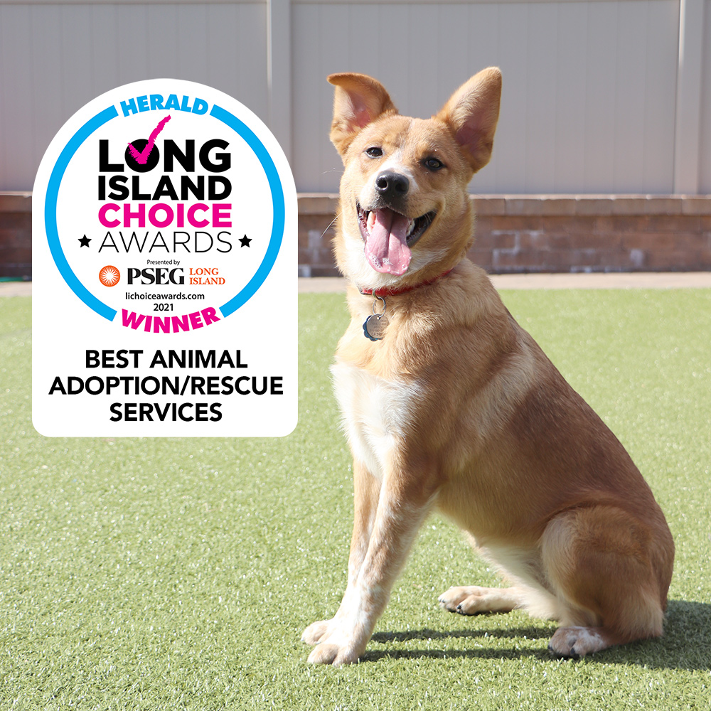 Long Island Voted Us Top Dog! | Spotlight Stories | Animal League