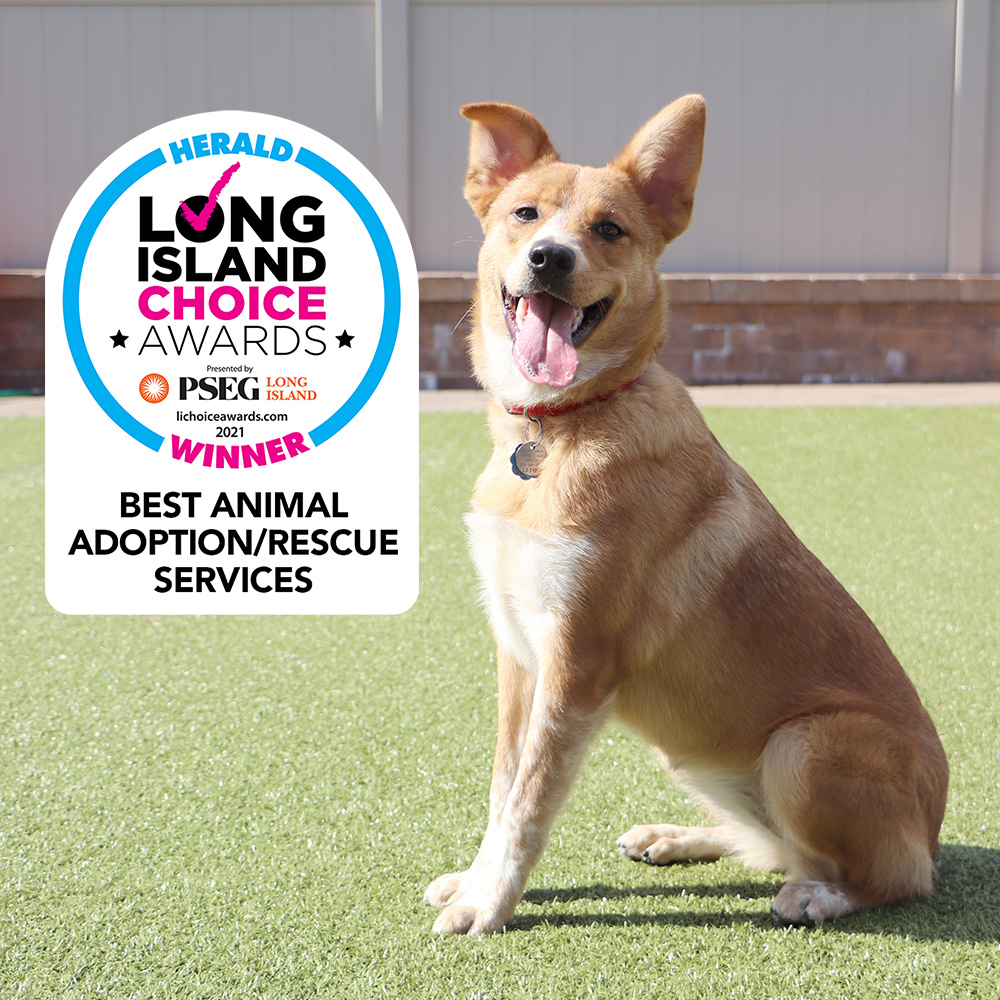 about-li-choice-award-best-adoption-041322
