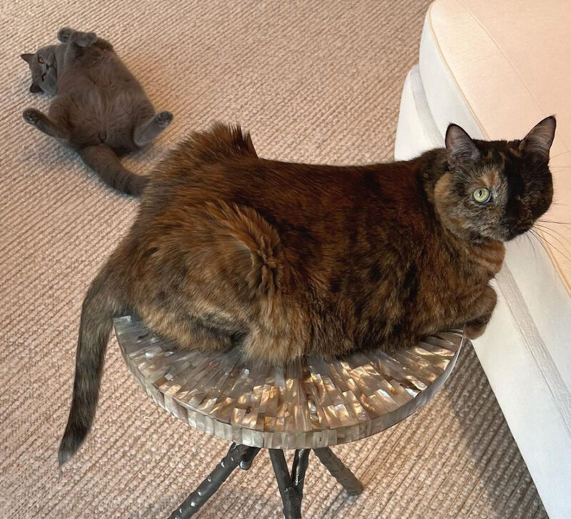 beth-blog-april2022-helen-rose-bg-pebble-fg a cat lying on a table
