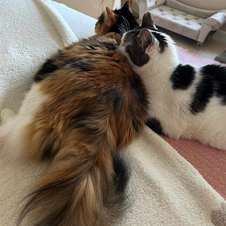 beth-blog-april2022-mooshu-and-walter two cats lying on a blanket