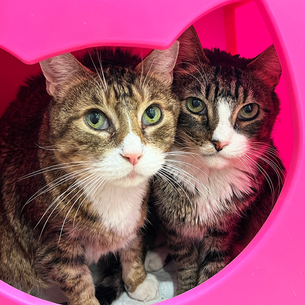 Meet Cayuga & Tutelo