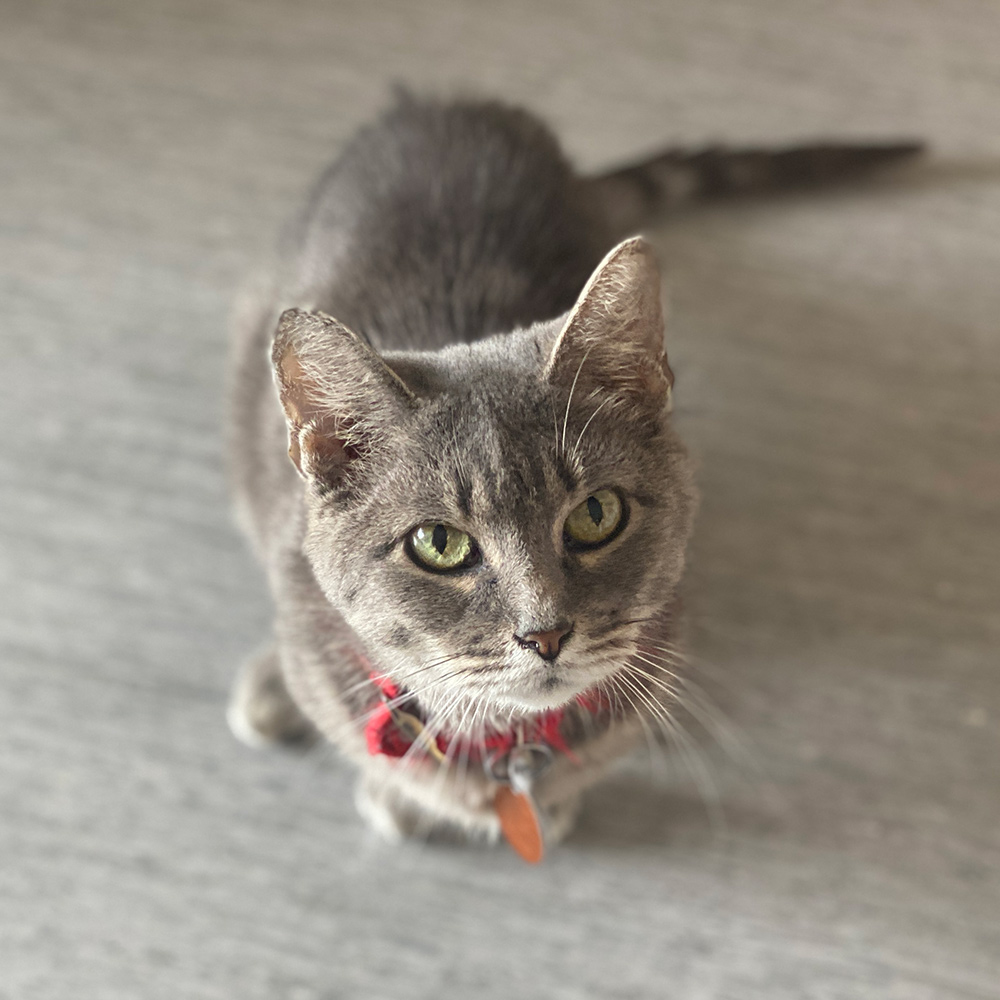 Meet Kella