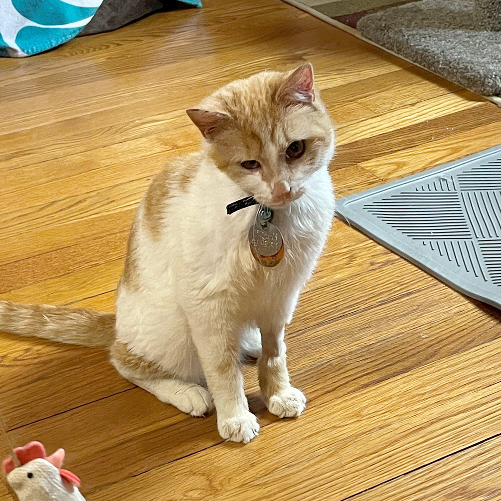 a cat sitting on a wood floor