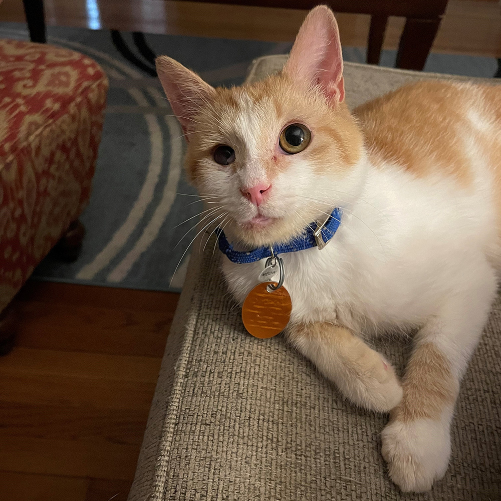 a cat lying on a couch