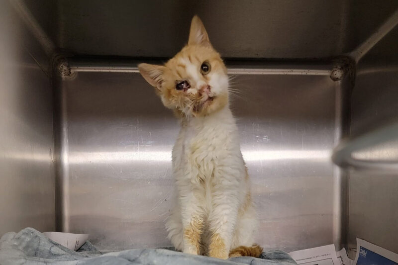 a cat with a bruised face sitting in a metal box