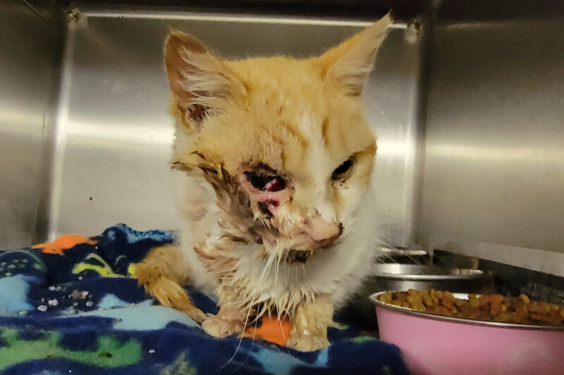 a cat with a wound on its face