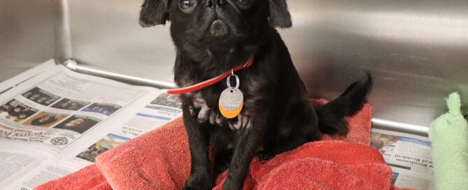 a black dog with a red collar
