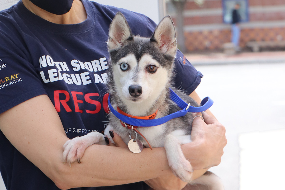 a person holding a dog