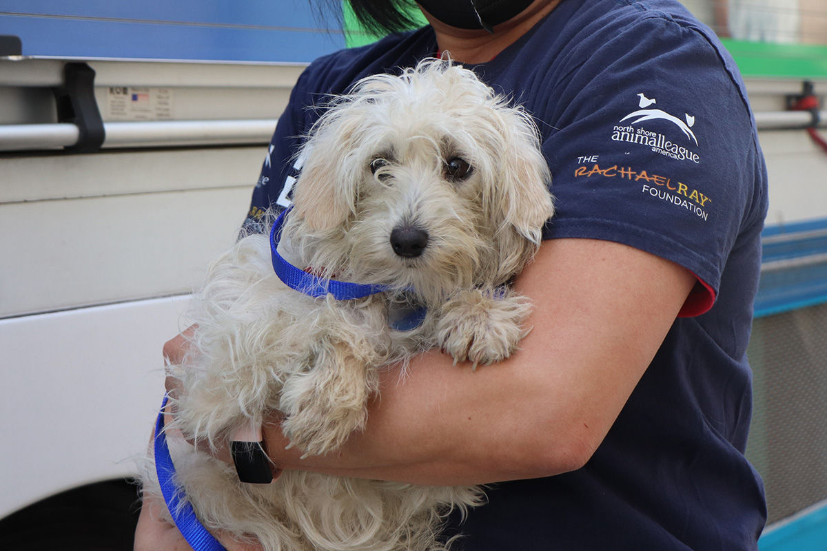 a person holding a dog