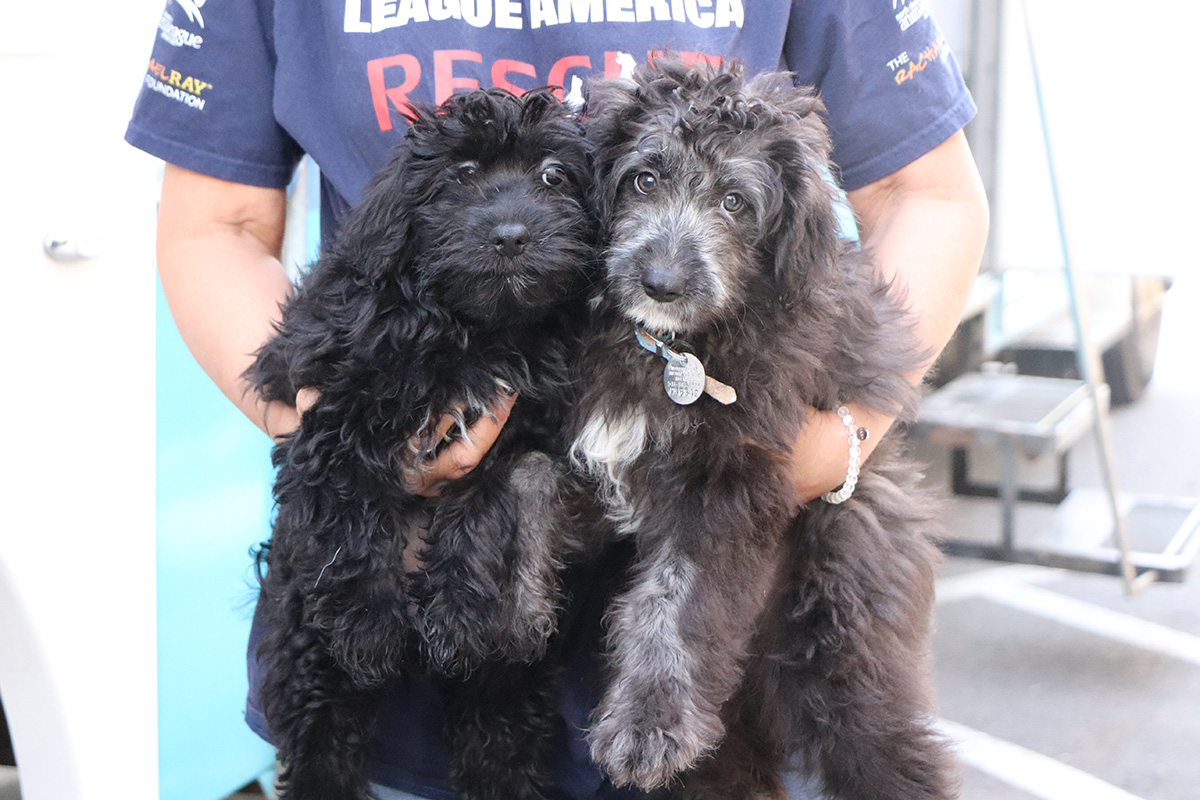 a person holding two dogs
