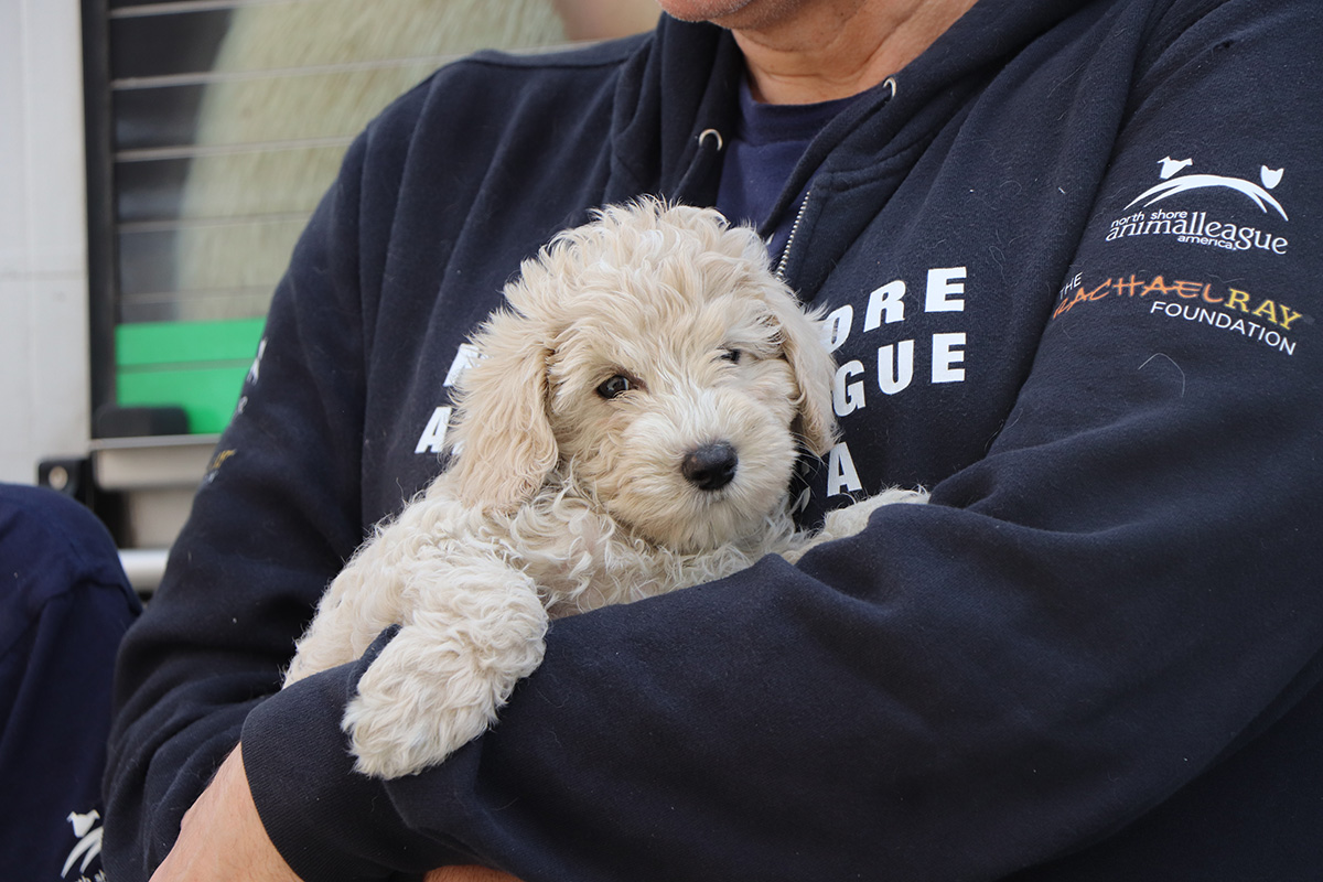 a person holding a dog