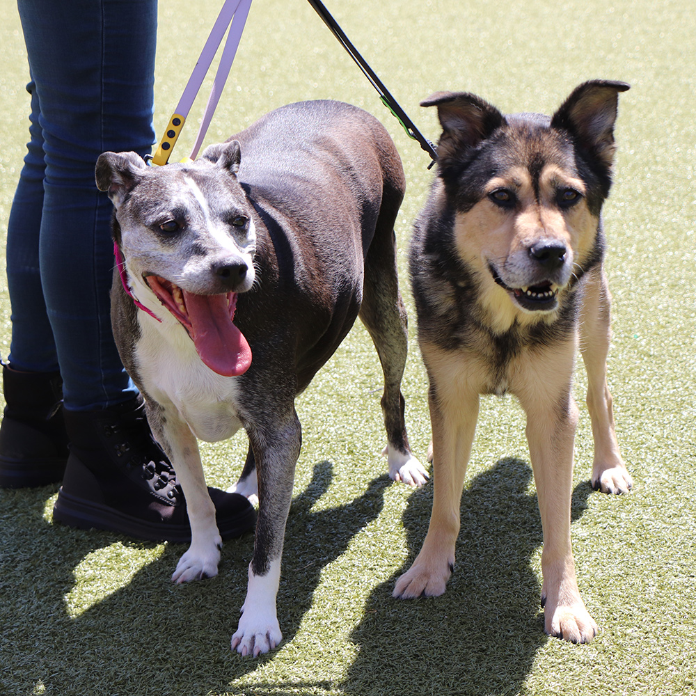 Meet Roxi & Gemma
