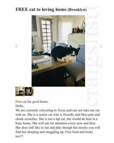 Craigslist store brooklyn pets