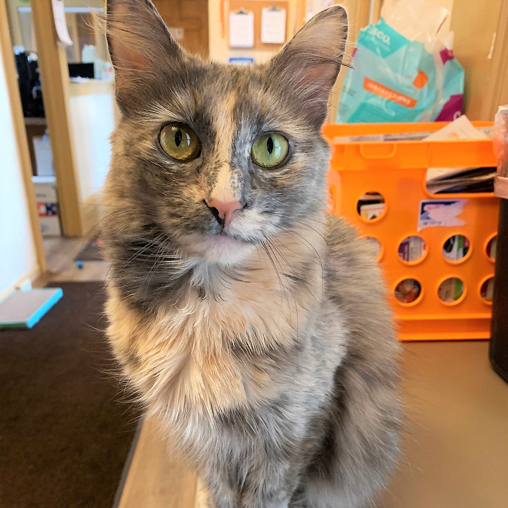 nci2791-foxie-female-senior-longhair-calico-adk-051222 | Animal League