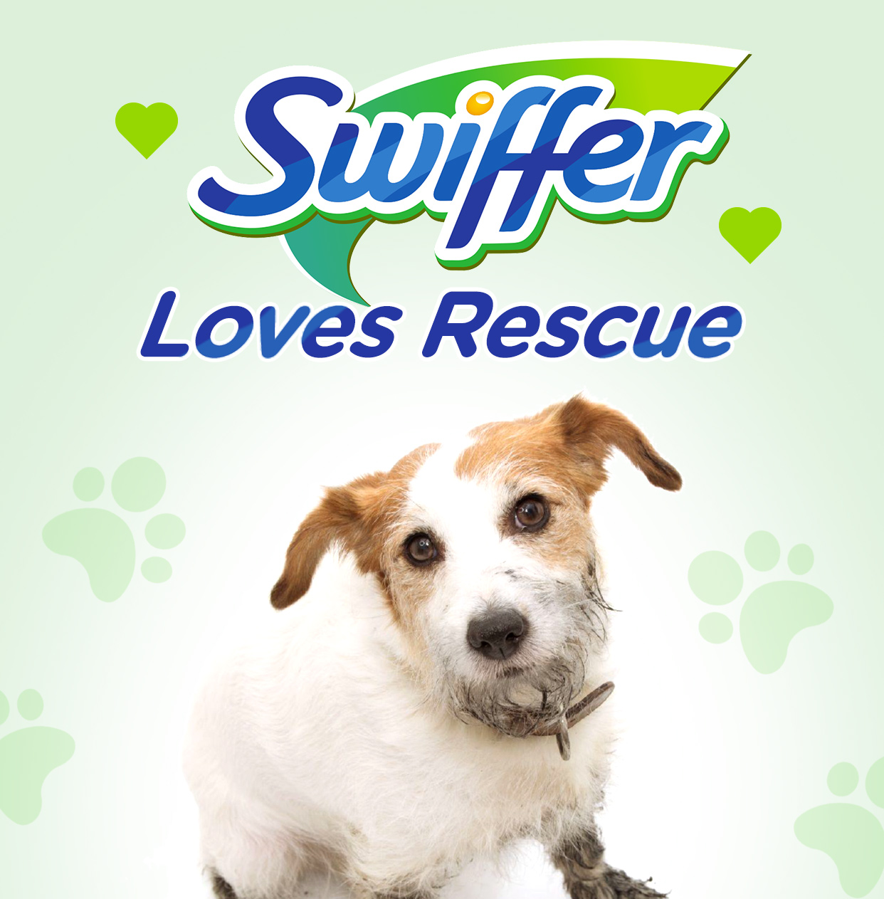 Will Swiffer Kill My Dog