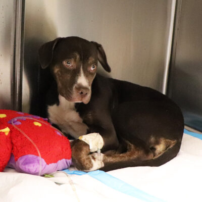 rescue-parvo-story-nci2749-baby-girl-032822b2 Baby Girl receiving IV fluids in our Freed Special Recovery Center.