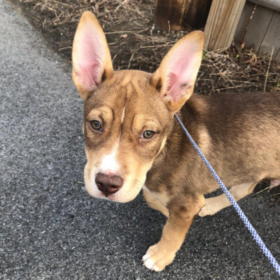 rescue-parvo-story-nci2794-boone-041922-(3) Boone is heading to his forever home!