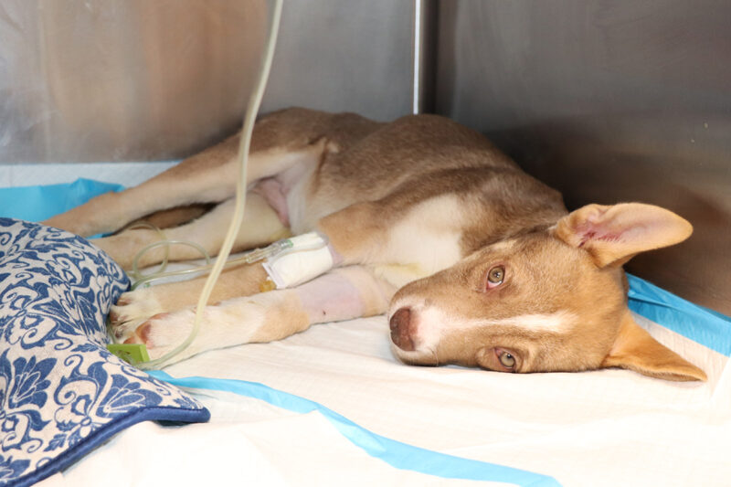rescue-parvo-story-nci2795-doc-042222-(6)