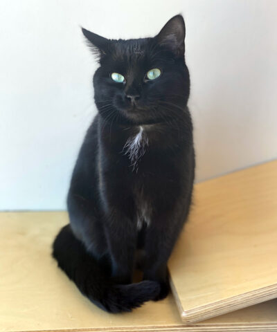 beths-blog-june2022-lily-allen-h210318 a black cat sitting on a wood surface