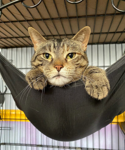 beths-blog-june2022-meru-d48071b a cat lying in a hammock