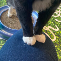 beths-blog-june2022-mittens-h21189b a cat standing on a person's leg