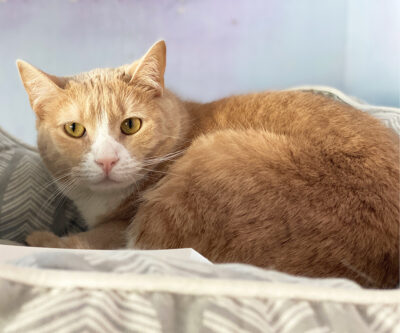 beths-blog-june2022-ward-h209908 a cat lying on a bed