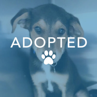 dogust_t105731_wyatt_adopted Wyatt