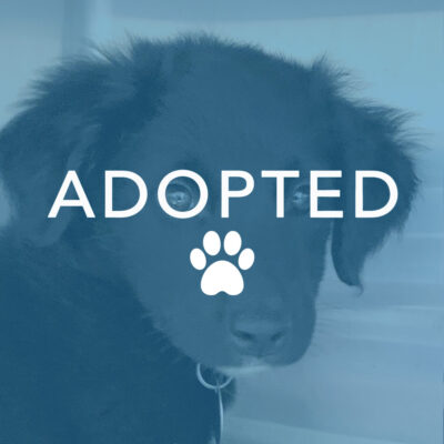 dogust_t105733_moriah_adopted Moriah
