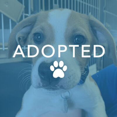dogust_t105739_luke_adopted Luke