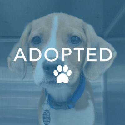 dogust_t105740_jagger_adopted Jagger