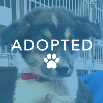 dogust_t105741_everly_adopted Everly