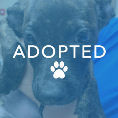 dogust_t105754_maya_adopted Maya
