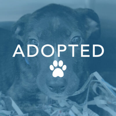 dogust_t105755_auggie_adopted Auggie