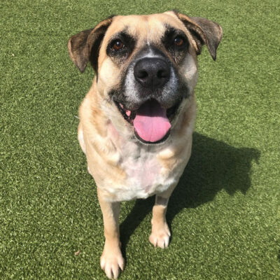 la0723-drake-male-adult-tan-black-mastiff-mix-062922